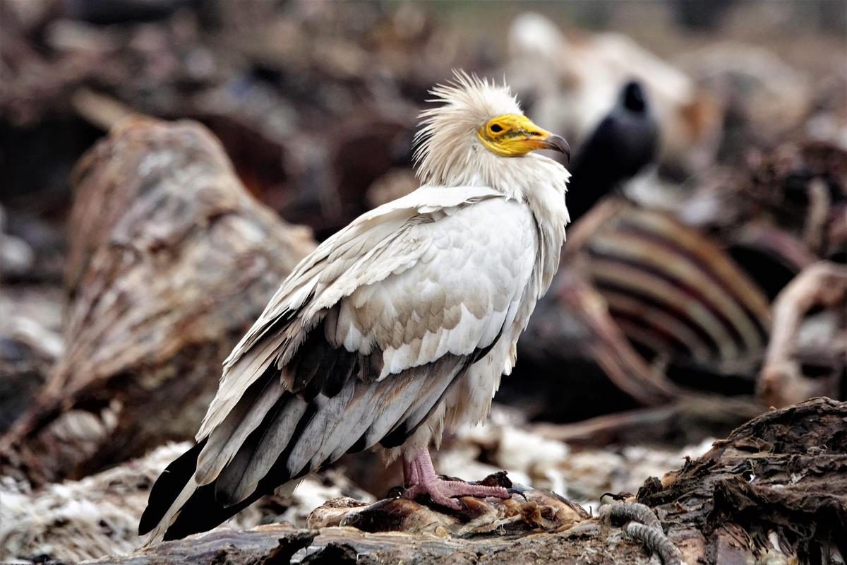 Image of Bird, Beak, Natural environment, Accipitridae, Feather, Sea eagle etc.