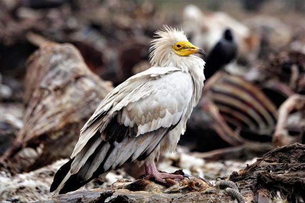 Image of Bird, Beak, Natural environment, Accipitridae, Feather, Sea eagle etc.