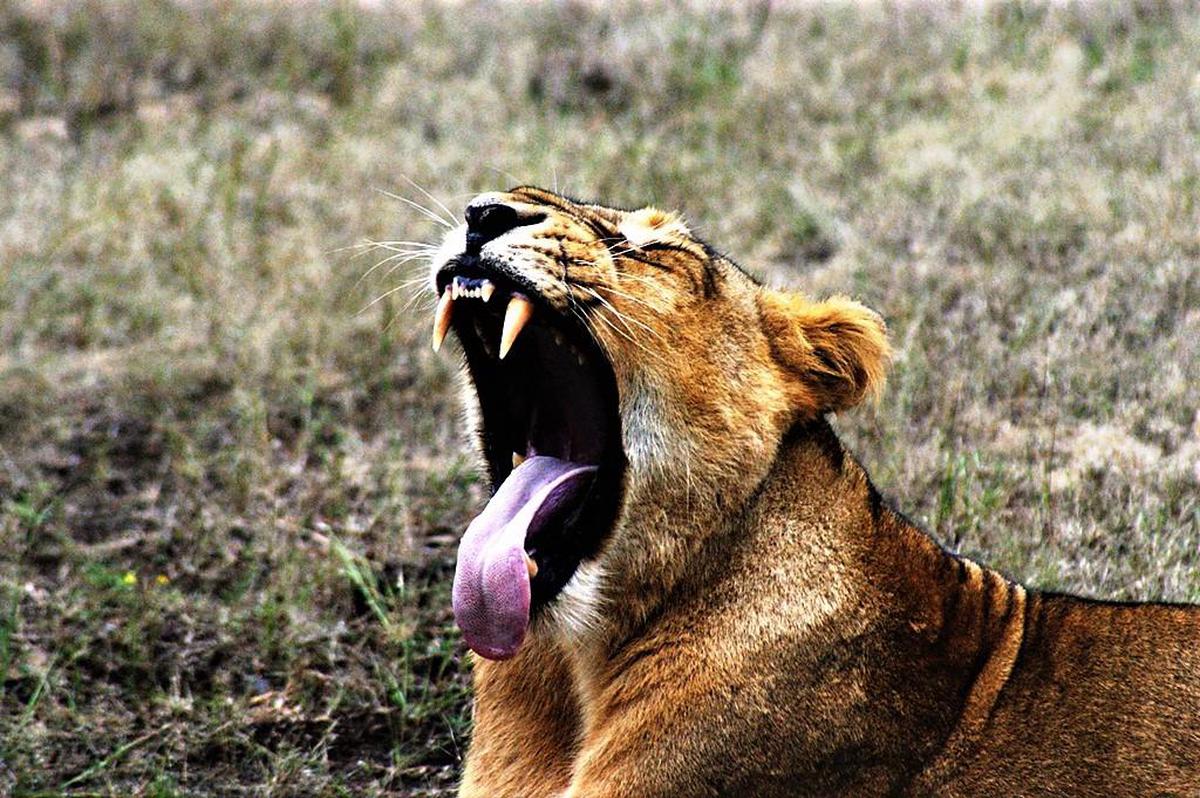 Image of Head, Felidae, Eye, Big cats, Human body, Carnivore etc.