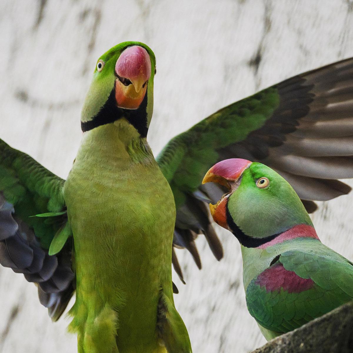 Image of Light, Photograph, Organism, Vertebrate, Bird, Beak etc.