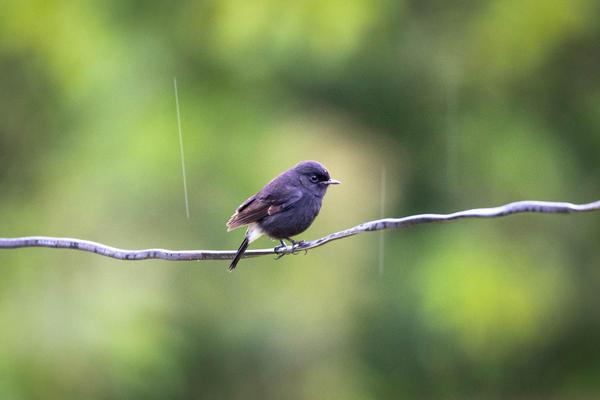 Image of Bird, Beak, Wood, Twig etc.