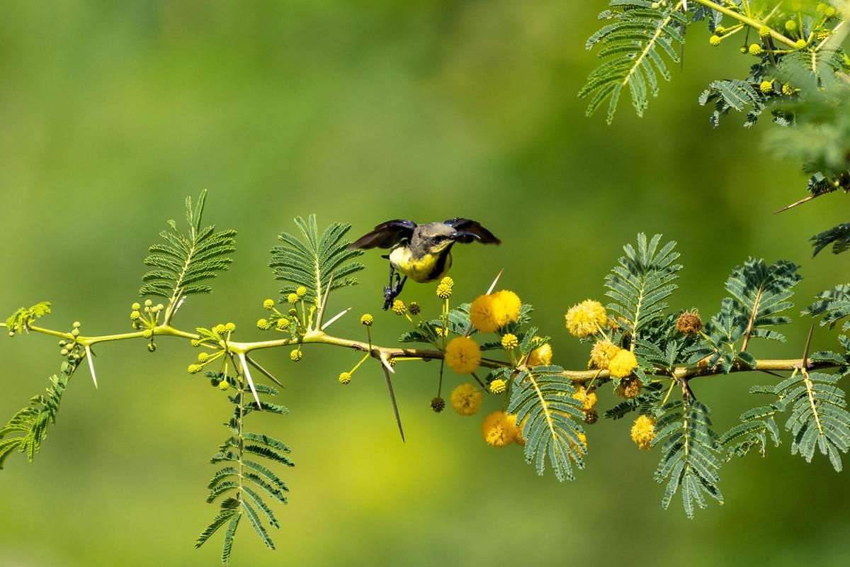 Image of Branch, Plant, Flower, Bird, Beak, Twig etc.