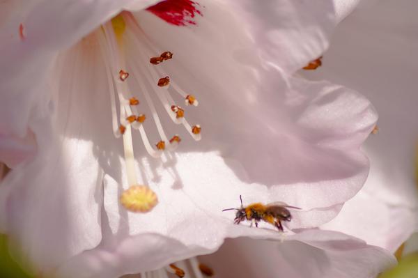 Image of White, Plant, Flower, Botany, Insect, Arthropod etc.