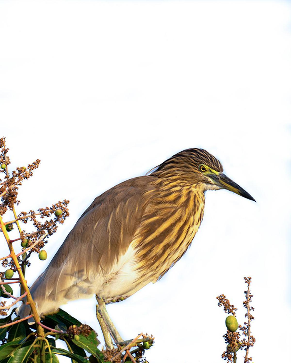 Image of Bird, Beak etc.