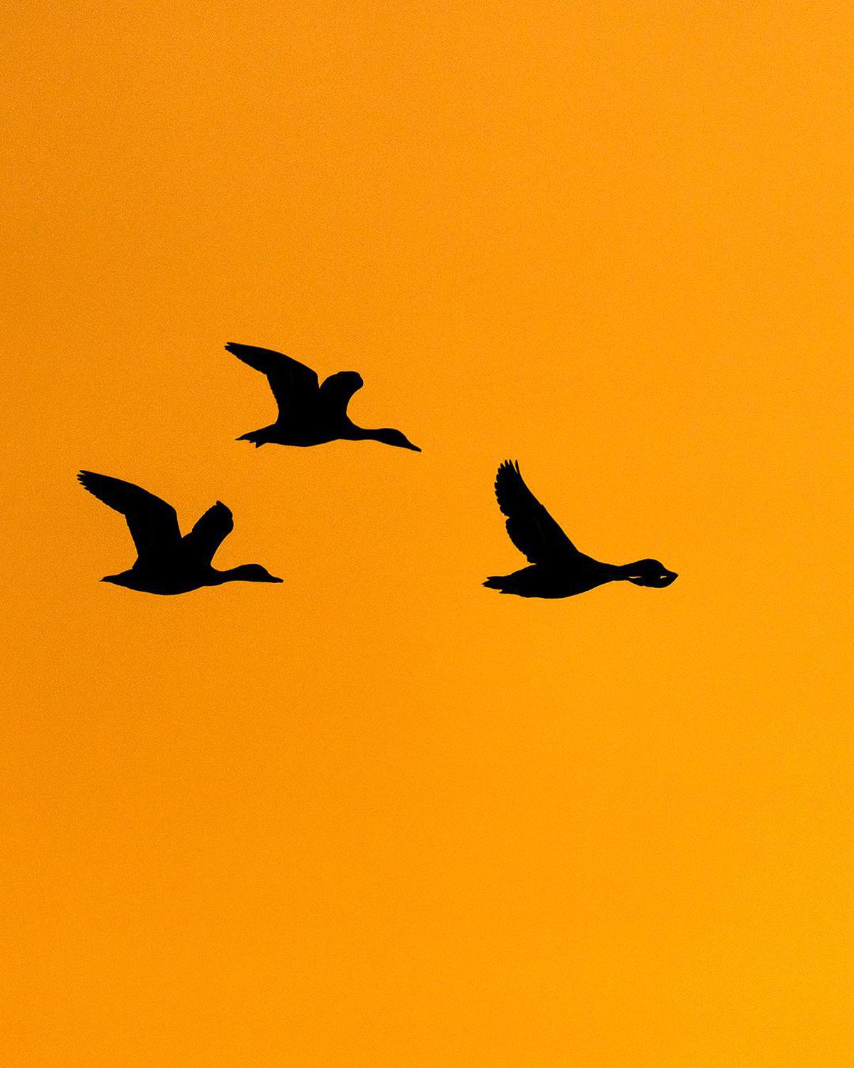 Image of Sky, Vertebrate, Bird, Beak etc.