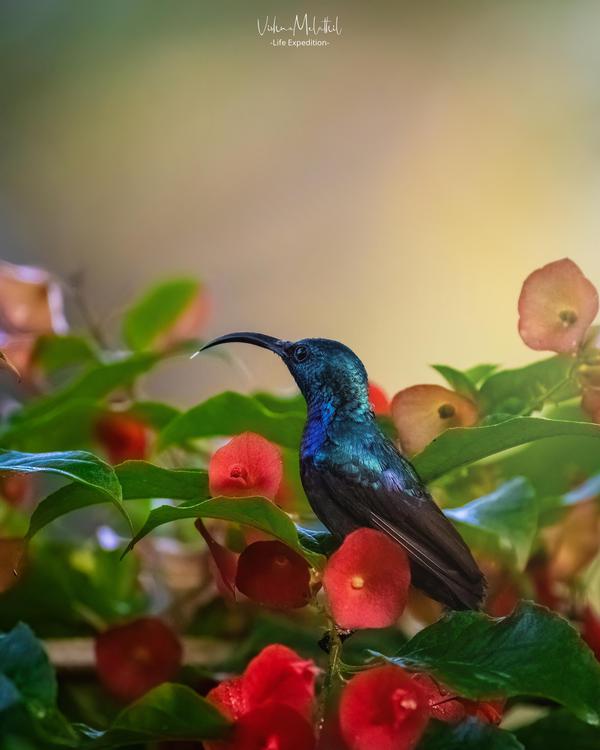 Image of Bird, Beak, Hummingbird etc.