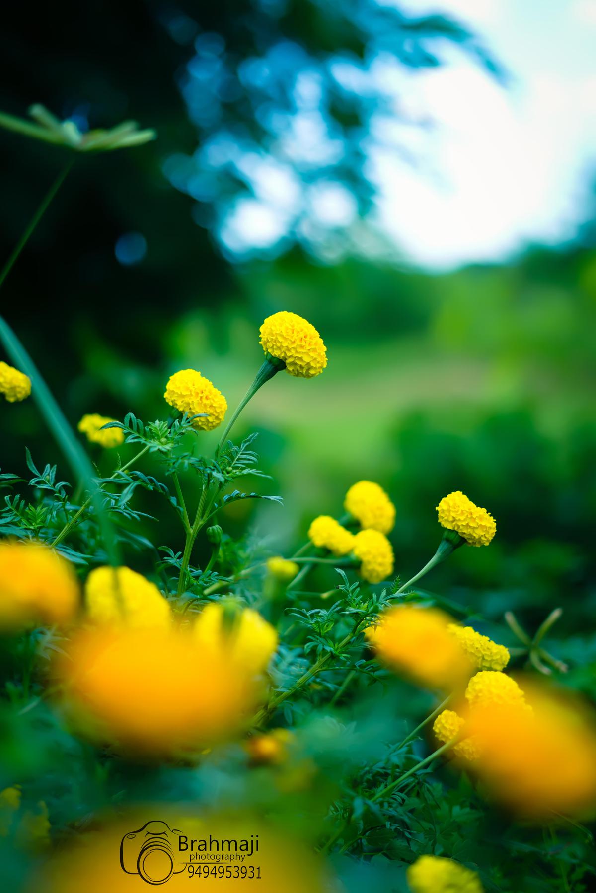 Image of Nature, Sky, Natural landscape, Water, Plant, Flower etc.
