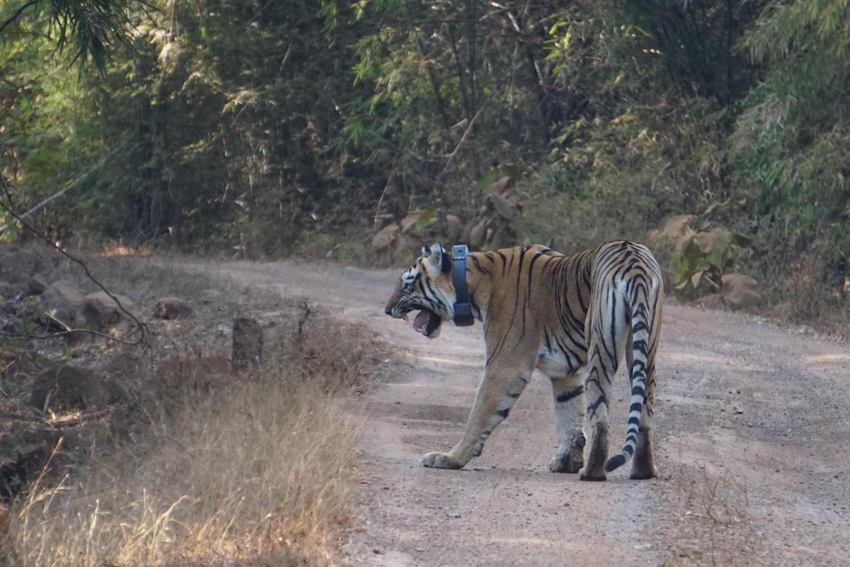 Image of Tree, Natural landscape, Tiger, Terrestrial animal, Bengal tiger, Felidae etc.
