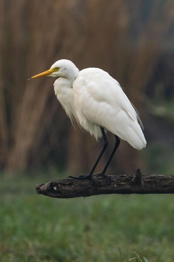 Image of Bird, Beak, Feather etc.