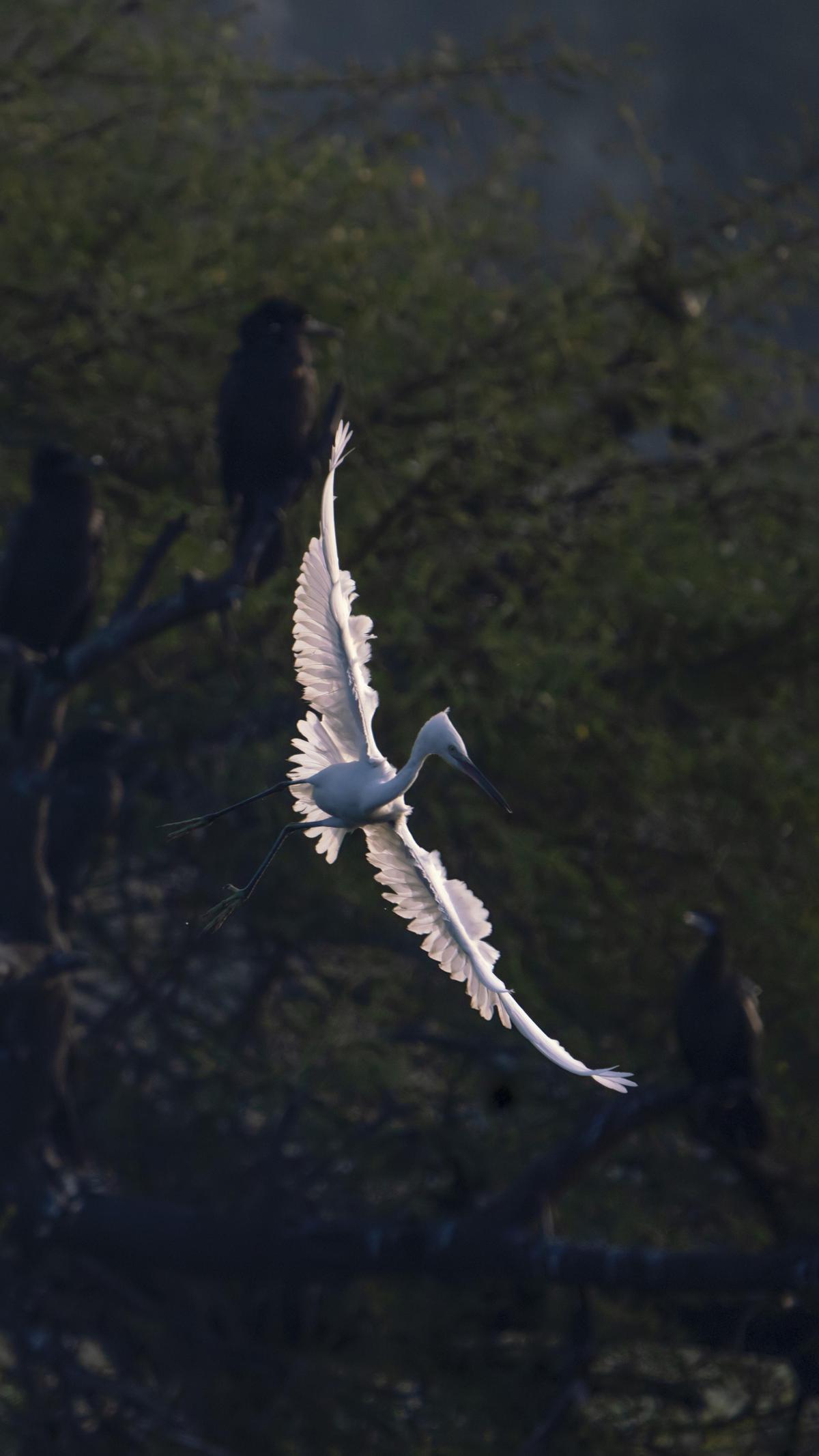 Image of Water, Plant, Bird, Beak, Feather etc.