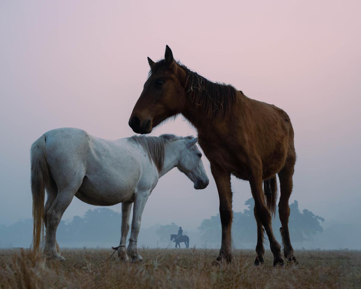 Image of Atmospheric phenomenon, Sky, Natural landscape, Grass, Horse, Natural environment etc.