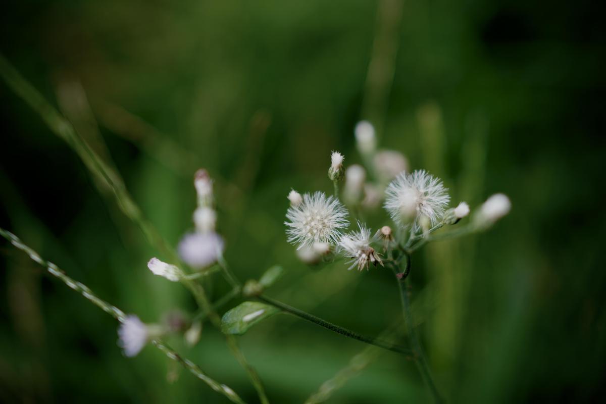 Image of Water, Plant, Flower, Grass, Terrestrial plant, Petal etc.