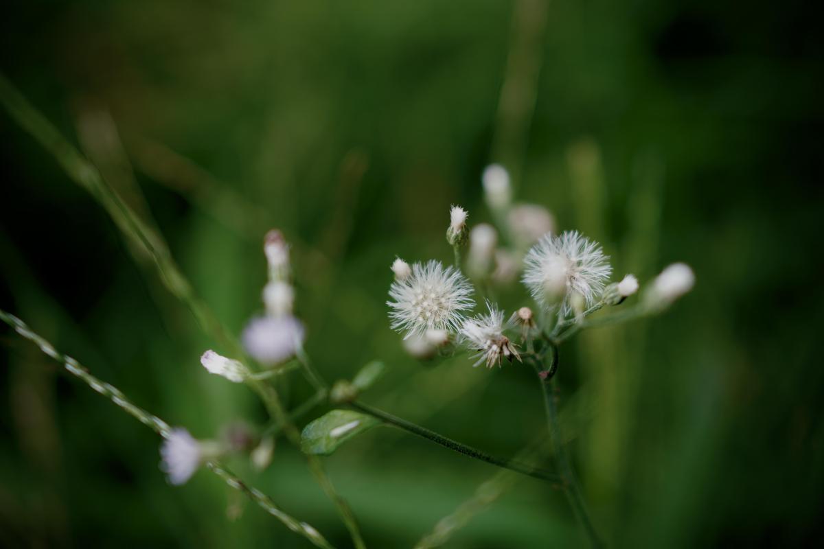 Image of Grass, Water, Terrestrial plant, Petal, Plant, Flower etc.