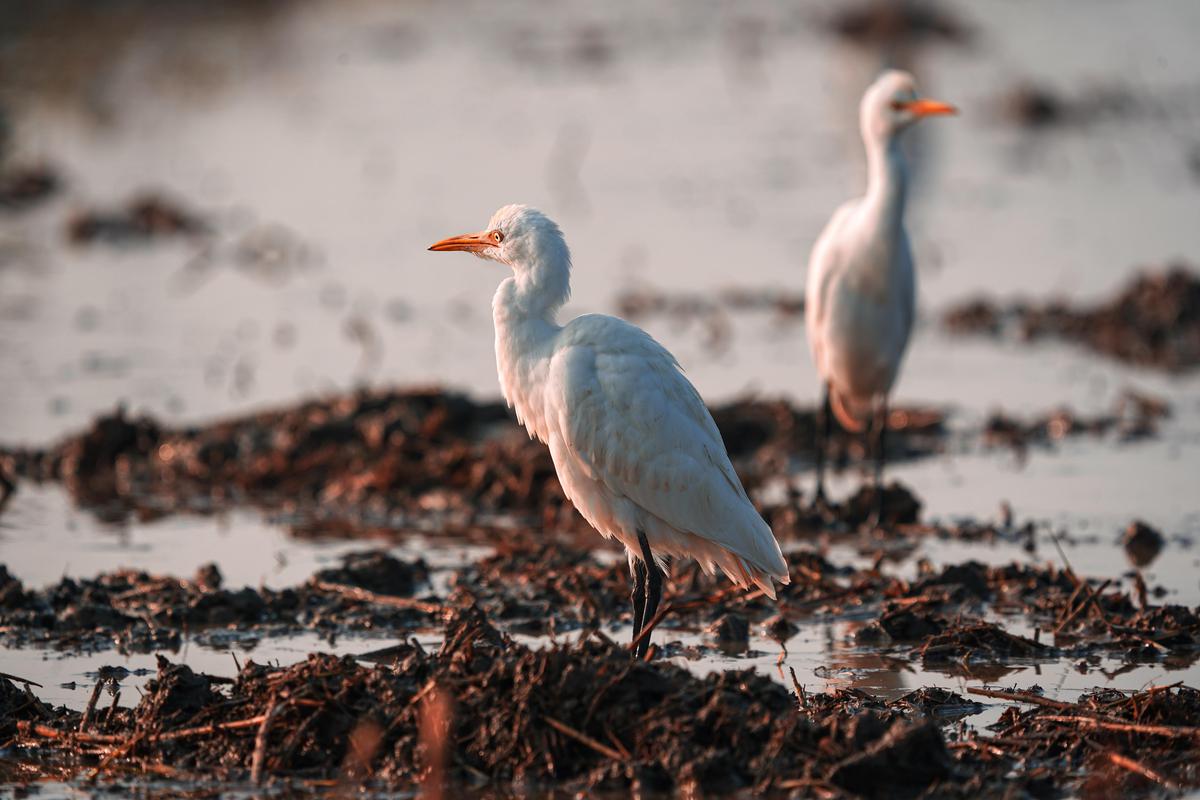 Image of Nature, Water, Bird, Beak, Body of water, Feather etc.