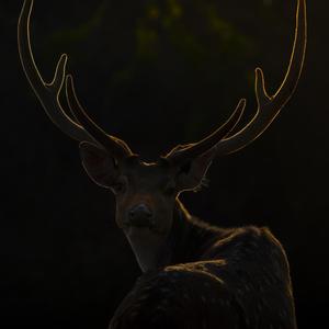 Card image cap