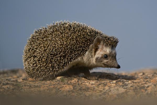Image of Terrestrial animal, Eye, Fawn, Whiskers, Hedgehog, Erinaceidae etc.