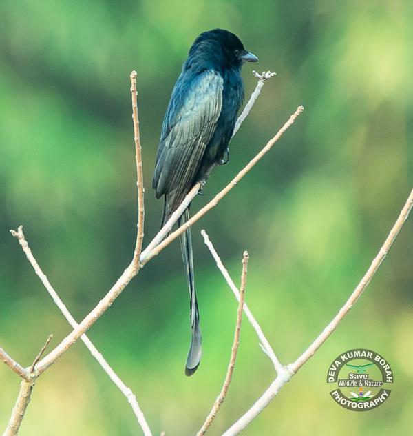 Image of Organism, Bird, Beak, Blue, Feather, Twig etc.