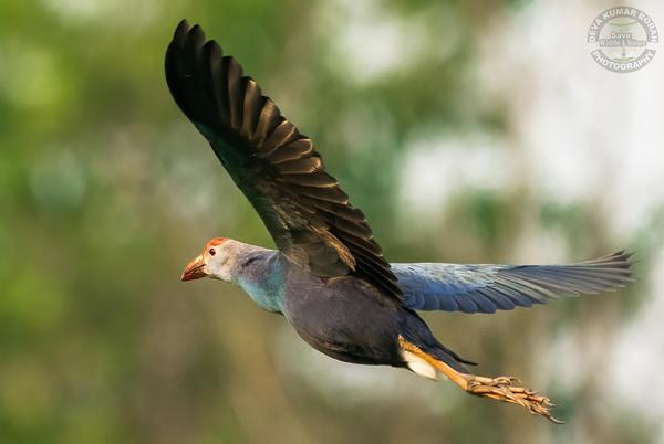 Image of Bird, Beak etc.