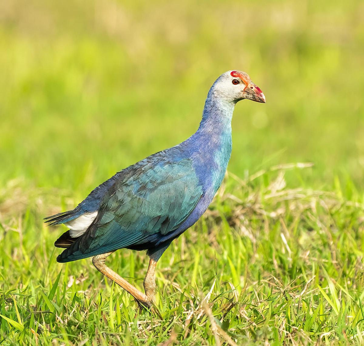 Image of Bird, Beak, Phasianidae etc.