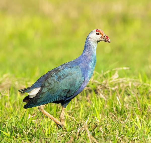 Image of Bird, Beak, Phasianidae etc.
