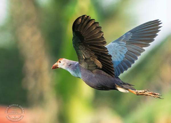 Image of Bird, Beak, Wing, Feather etc.