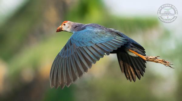 Image of Bird, Beak, Feather etc.