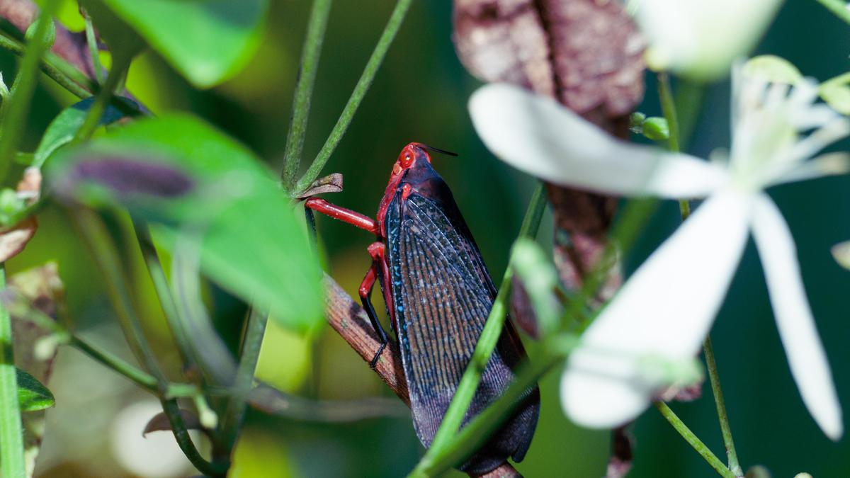 Image of Insect etc.