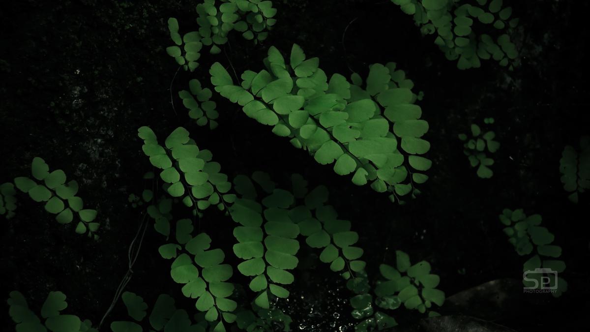 Image of Green, Vegetation, Plant, Flower, Botany, Leaf etc.
