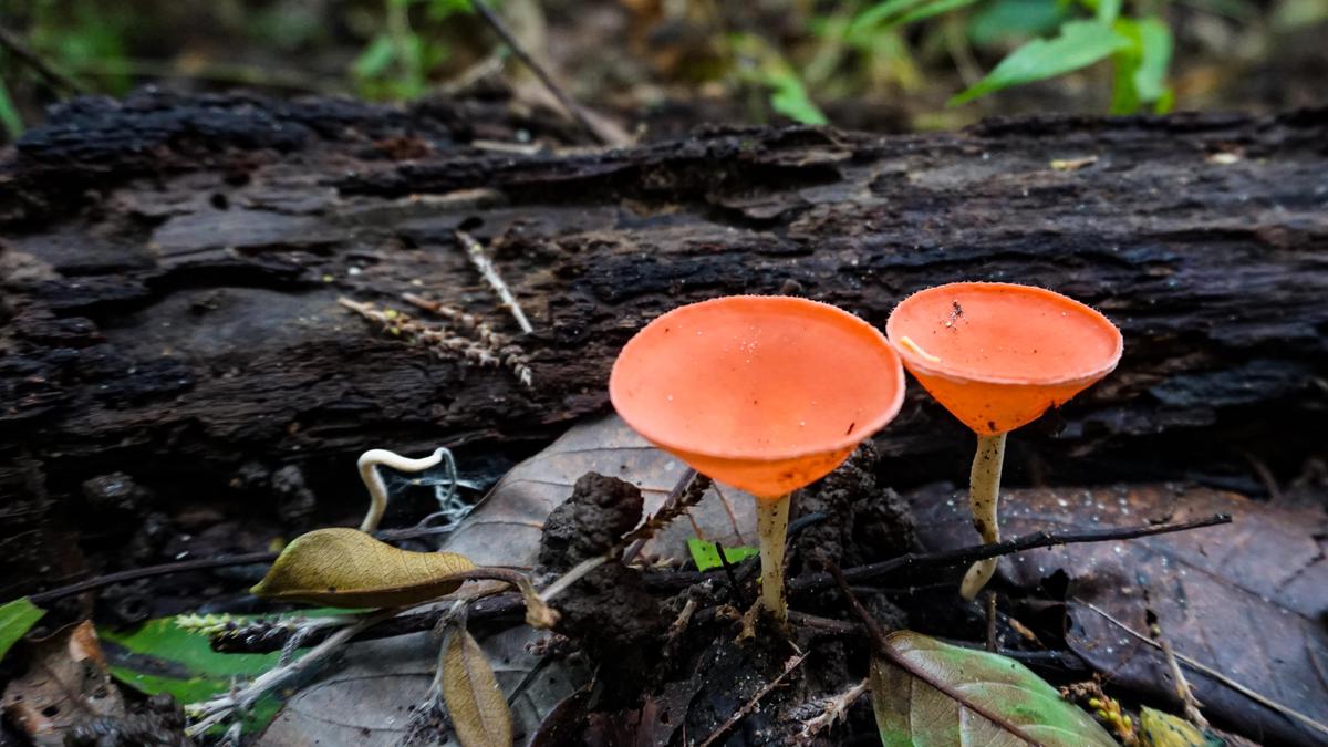 Image of Natural landscape, Mushroom, Fungus, Agaricomycetes, Edible mushroom, Medicinal mushroom etc.