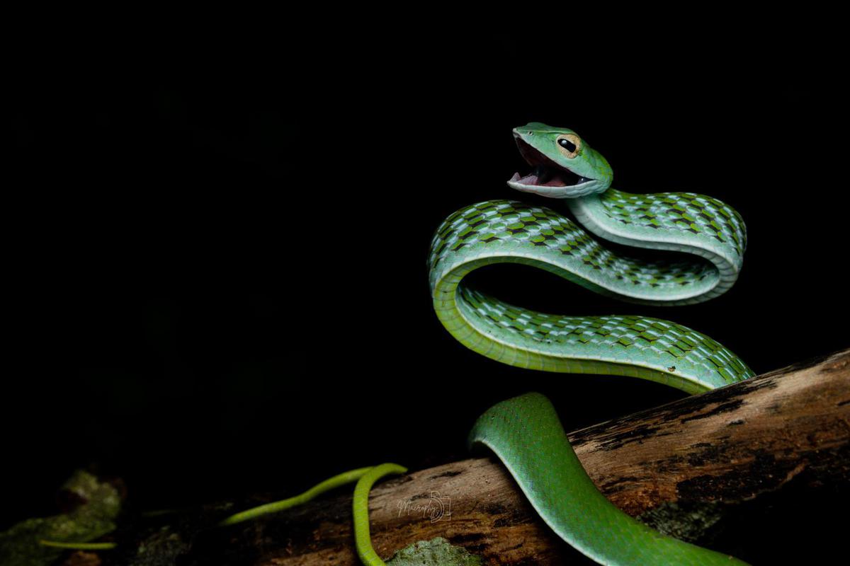 Image of  etc.