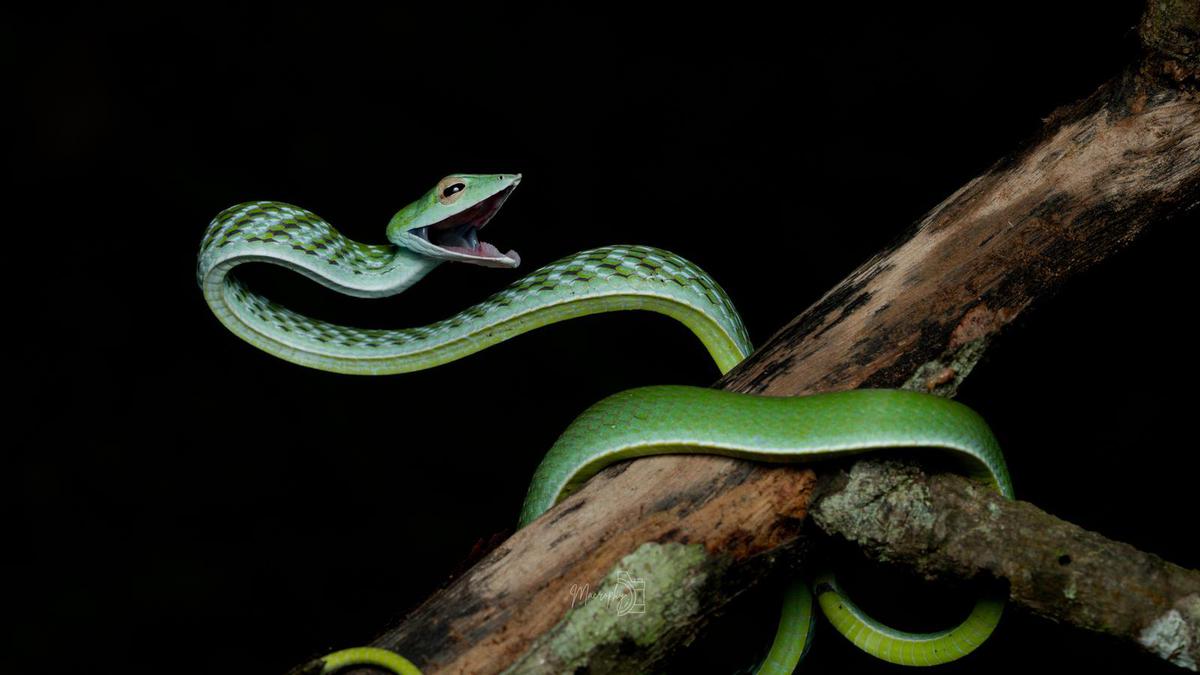 Image of  etc.