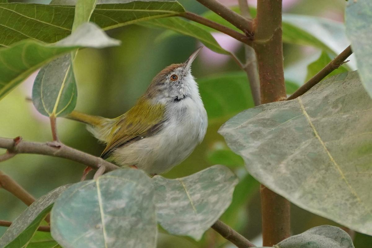 Image of Bird, Beak etc.
