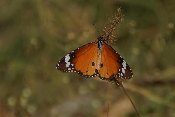 Image of Insect, Invertebrate, Butterfly, Moths and butterflies, Pollinator, Brush-footed butterfly etc.