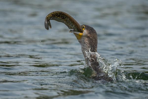 Image of Water, Bird, Beak, Lake, Fluid etc.