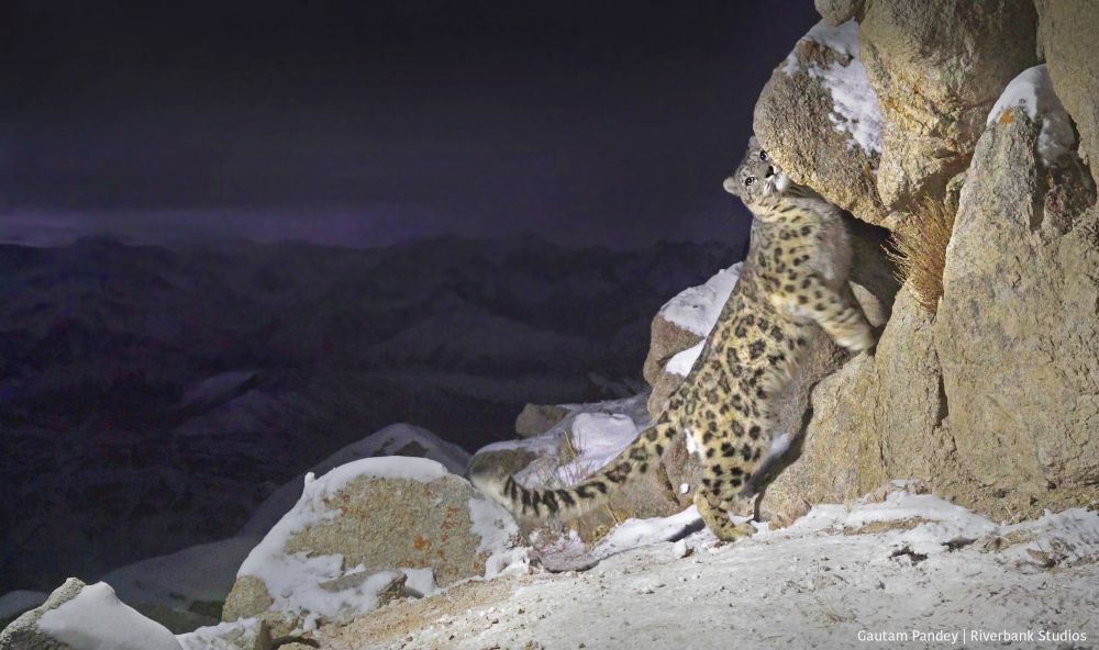 Capturing a Snow leopard in 4K